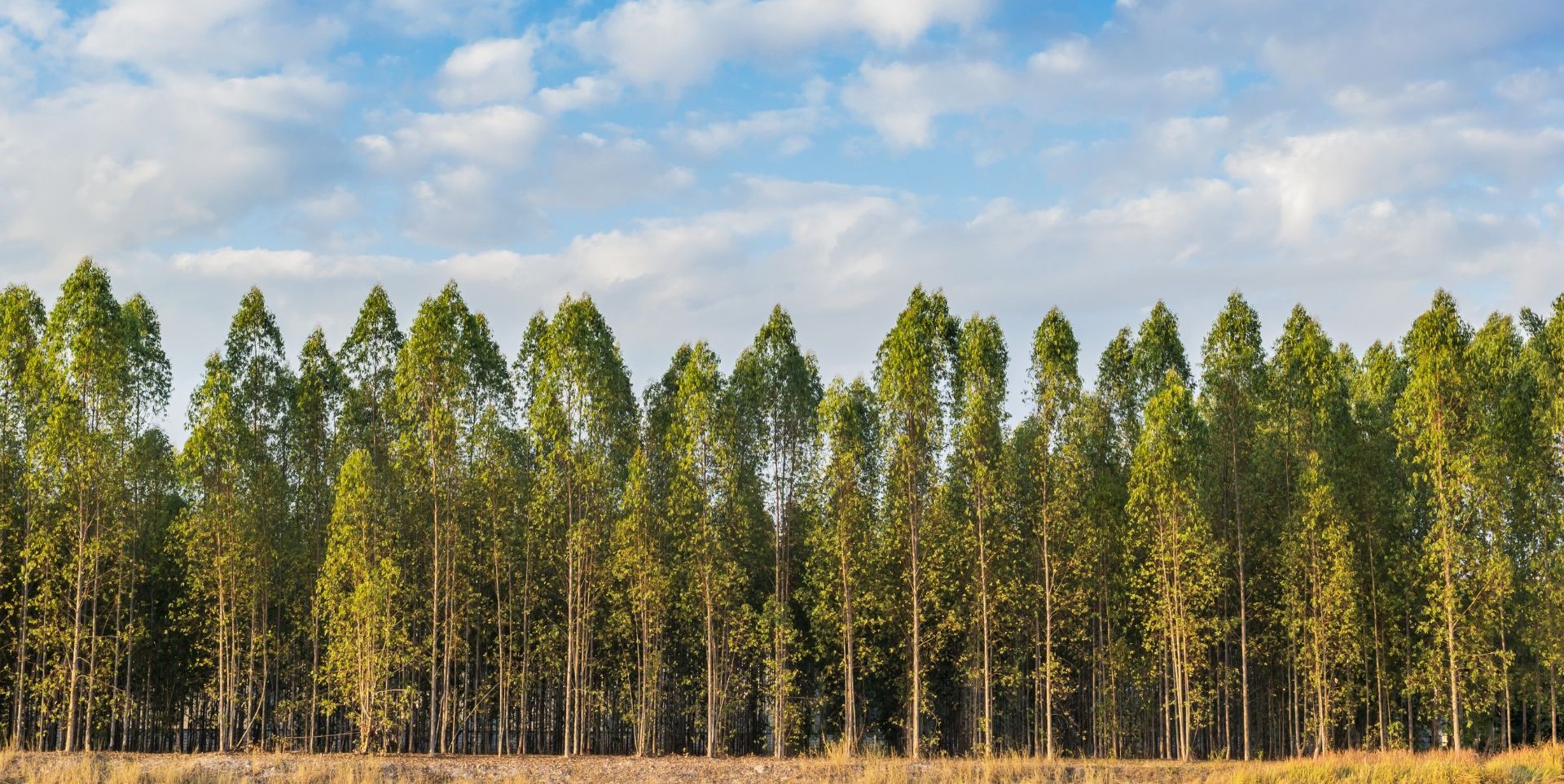 T-VER Forestry